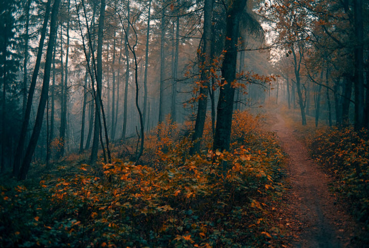 featureshoot, fall, autumn woods