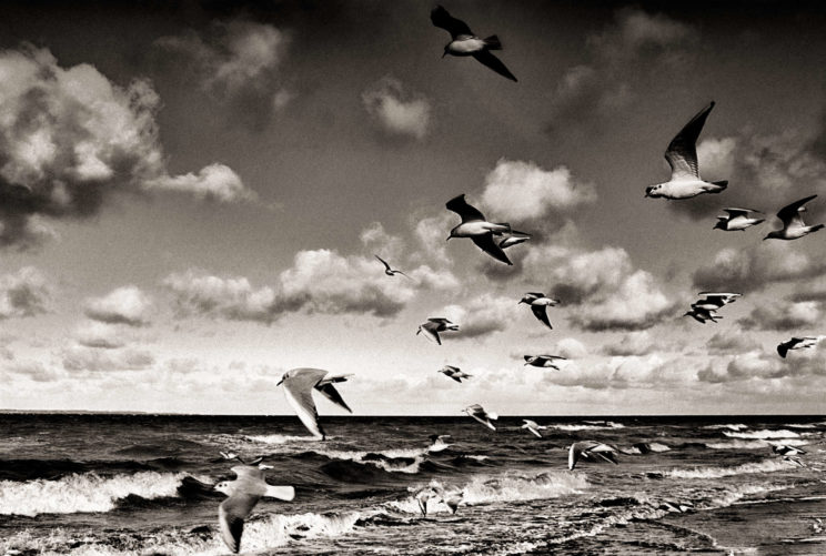 seagulls black and white